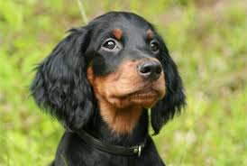 Image result for skotský setr gordonsetr