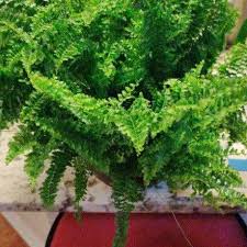 Image result for Nephrolepis