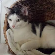 Hier finden sie katzen, katzenbabys, katzenzüchter, deckkater, katzenrassen und informationen rund um katzen. Valentins Katzen Zum Verlieben Mutze Katzenschutz Bonn Rhein Sieg Ev