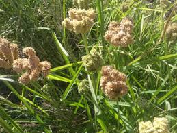 Image result for Eleusine coracana