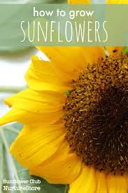 How To Grow Sunflowers With Children Nurturestore