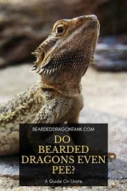 Do Bearded Dragons Even Pee How To Identify That Bearded Dragon Baby Bearded Dragon Bearded Dragon Lighting