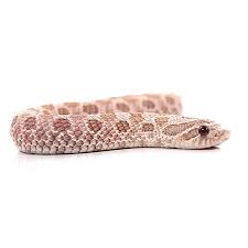 689 likes · 7 talking about this. Heterodon Nasicus Hognose Snake Reptilianostra