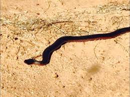 Unwelcome Visitor Red Belly Black Snake Snake Camping Destinations Camping
