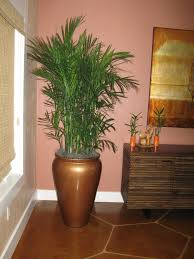 Image result for Chamaedorea erumpens