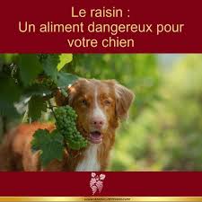 Le Raisin Dangereux Pour Les Chiens Chien Raisin Alimentation