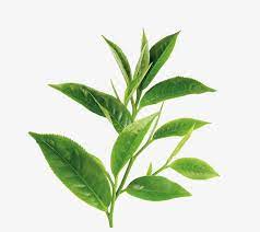 Green Tea Leaf Green Tea Png Transparent Image And Clipart For Free Download Tea Leaves Illustration Green Tea Plant Green Tea