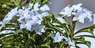 Resistente a parassiti e agenti esterni, l'ortensia genera bellissimi fiori dalle differenti nuance: Pianta Perenne Con Fiori Bianchi