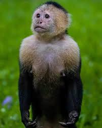 Image result for Monosis conferta