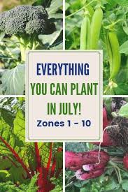 Home gardening is a great way to save money on your. You Can Still Plant Some Vegetables And Herbs In Your Home Garden See The List For Plantin Growing Vegetables Gardening For Beginners Vegetable Planting Guide