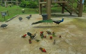 It is the second largest zoo in malaysia. Melaka Bird Park Durian Tunggal Ticket Price Timings Address Triphobo