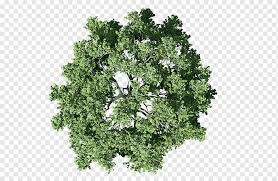 A conifer or coniferous tree is a tree that bears cones. Green Tree Tree Site Plan Architecture Mango Tree Leaf Branch Plan Png Pngwing