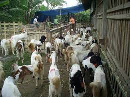 Ukuran kandang kambing untuk penggemukan, bentuk kandang kambing domba pembesaran yang digunakan ada dua macam, yaitu kandang penggemukan kandang kambing modern dapat dibuat menggunakan rangka baja ringan dan lantai dari bambu. Belajar Bareng Peternakan Contoh Kandang Kambing