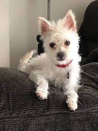 Looking for some small dog love? Then you'll want to take a look at Wally,  Francis, Nieve and Clint. They are all adorable and sweet, each with their  own unique personality --