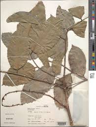 Image result for Panda oleosa