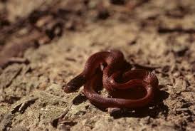 Pine Woods Snake Rhadinaea Flavilata Venomous Serpentes Snake Colorful Snakes Snake Venom