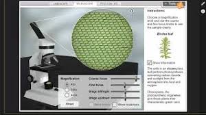 You don t see any interesting. Cell Types Gizmo Introduction Youtube