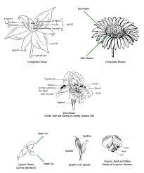 Figure 4 Flower Parts Parts Of A Flower Wild Flowers Native Plants