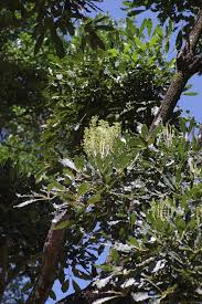 Image result for Neocussonia umbellifera