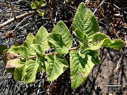 Image result for Ocimum fimbriatum