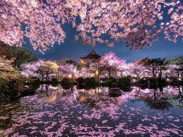 We did not find results for: Wallpaper Japan Sakura Trees Pink Flowers Night Pond Temple Garden 1920x1200 Hd Picture Image