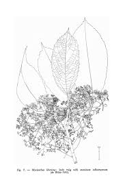 Image result for Myrianthus holstii