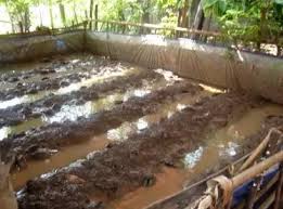 Selanjutnya, ember/drum wadah belut tersebut diisi air, agar belut dapat dijual ke konsumen dalam kondisi hidup dan segar. Budidaya Belut Pdf
