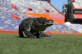 Meet the Gator that Broke the Internet – WRUF 98.1 FM | 850 AM | 103.7 HD2  ESPN