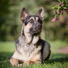 Find your new companion at nextdaypets.com. East European Shepherd Hunderasse Mit Bild Info Temperament Charakteristiken Und Fakten