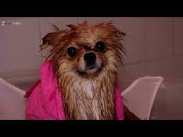 kopekler yikanir mi pomeranian boo nasil banyo yaptirilir pomeranian kopegimizi yikadik youtube kopek evcil hayvanlar youtube