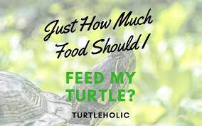 Maybe you would like to learn more about one of these? Just How Much Food Should I Feed My Turtle Turtleholic