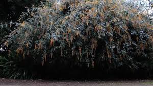 Image result for Buddleja madagascariensis