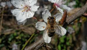 Manfred rommel at the airport. Bienenschutz Stuttgart E V Reviews Facebook