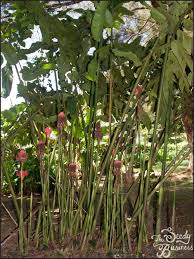Image result for Etlingera