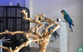 Can you buy bird dogs in stores. Dubai Birds And Pets Market Shops Location Timings More Mybayut