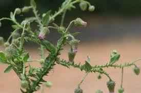 Image result for Laggera