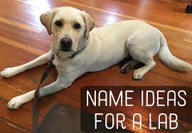 If you are bringing a chocolate lab home soon, then you will definitely need our amazing list of over 500 chocolate lab names! 300 Great Names For Yellow Black And Chocolate Labradors Labs Pethelpful