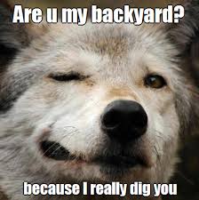As each of the memes on this list prove, the insanity wolf needs to be locked up and the key needs to be thrown what are the best of the insanity wolf meme? Lol Funny Wolf Meme Joke Wolves Valentine Funny Wolf Valentine Meme Wolveswolves Funny Wolf Animals Animals Beautiful