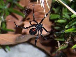 The most important genera are evagrus, brachythele, and microhexura in north america, trechona in south america, and the poisonous members of the atrax genus in australia. U S Poisonous Spiders Black Widow Brown Recluse Hobo Dengarden