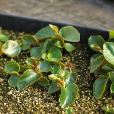 Image result for Begonia nyassensis