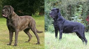 Advice from breed experts to make a safe choice. English Mastiff Vs Cane Corso Breed Differences And Similarities