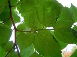 Image result for Celtis africana