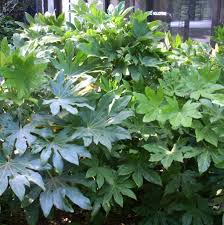 I love these very easy to care for plants. Loving The Shade Japanese Aralia Isn T Afraid Of The Dark Life Tdtnews Com