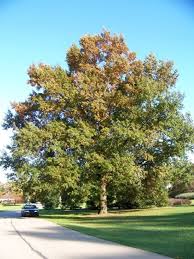 Fly from oakland on volaris, delta and more. 50 Best Types Of Oak Trees Different Oak Tree Varieties