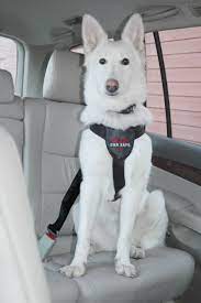 If you're here today looking for the best safety harness for dogs in cars, you're at the right place! Clix Car Safe Harness For Dogs
