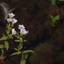 Image result for Limnophila indica