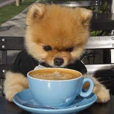 Adorable Coffee Dog Of The Day Petslady Com Pomeranian Puppy Cute Pomeranian Cute Dogs