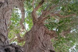 Image result for Conocarpus erectus