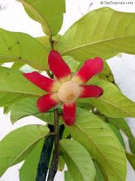 Image result for Uvaria schweinfurthii