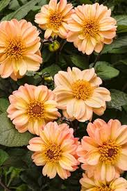 The weather is just lovely in georgia and it's definitely time to move outside and start working in the yard. Growing Dahlias Planting Caring For Dahlia Flowers Garden Design